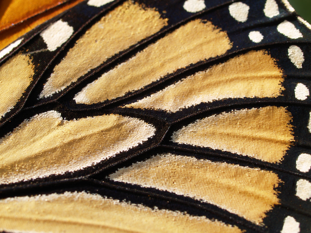 Monarch butterfly wing, up close